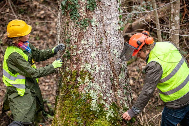 How Our Tree Care Process Works  in  Sells, AZ